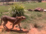 Cheetah (Werribee open range zoo)