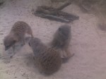 Meerkat (Werribee open range zoo)