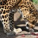 One Hungry Little Mouse