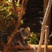 Ballarat Wildlife Park