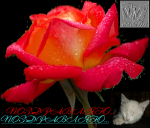 8_�  �����...