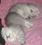 ���� ���� �����