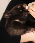 Wombat Molly