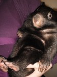 Wombat Molly