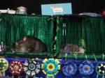 Maine Coon and Maine Coon kittens on cats show in Brisbane