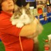 Main Coon on cats show in Brisbane