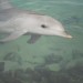 Dolphin in Sea World (Gold Coast)