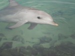 Dolphin in Sea World (Gold Coast)