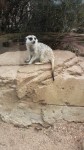Meerkats in Melbourne Zoo